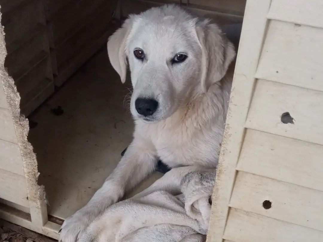 Adotta un cane, femmina, 2 anni  e 5 mesi , Catanzaro