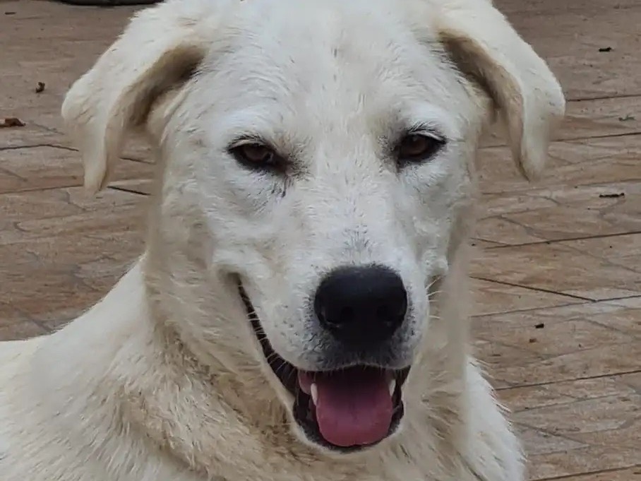 Adotta un cane, taglia media, femmina, Catanzaro