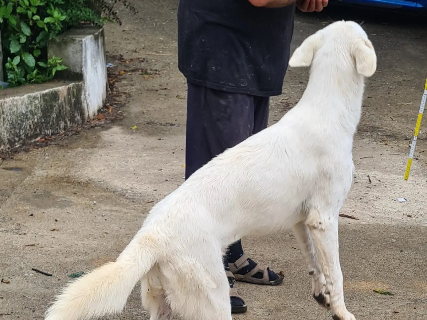 Vuoi adottare un cane a Catanzaro?