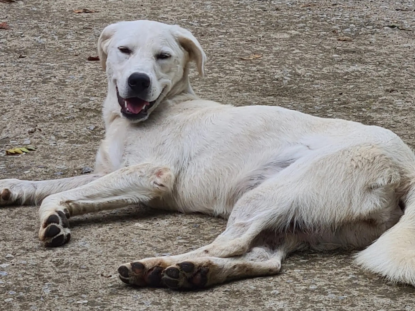 Adotta il cane Shedar a Catanzaro