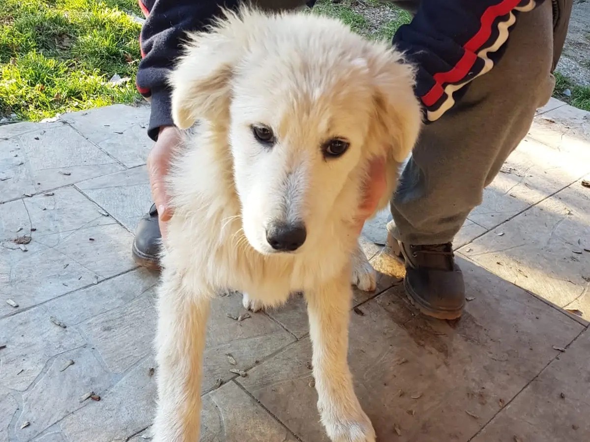 Adotta un cane, femmina, 2 anni  e 5 mesi , Catanzaro