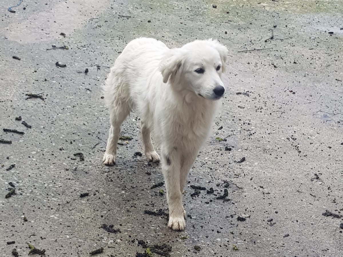 Adotta un cane, taglia media, femmina, Catanzaro