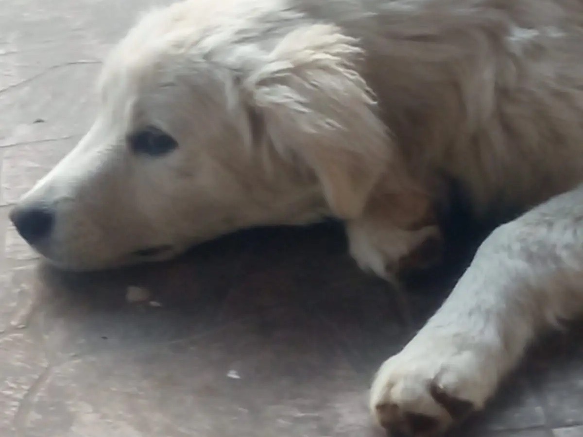Adotta il cane Navi a Catanzaro