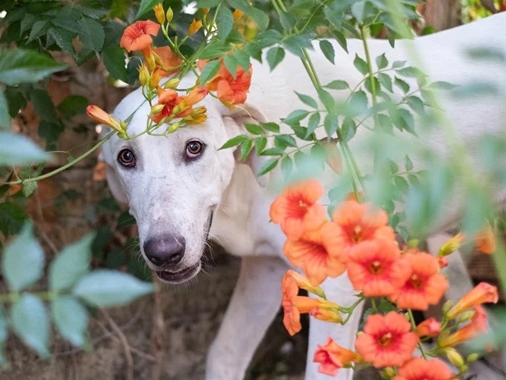 Adotta un cane, maschio, 1 anno e 4 mesi , Catanzaro