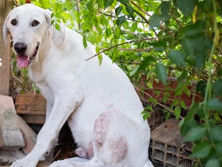 Adotta un cane, taglia grande, maschio, Catanzaro