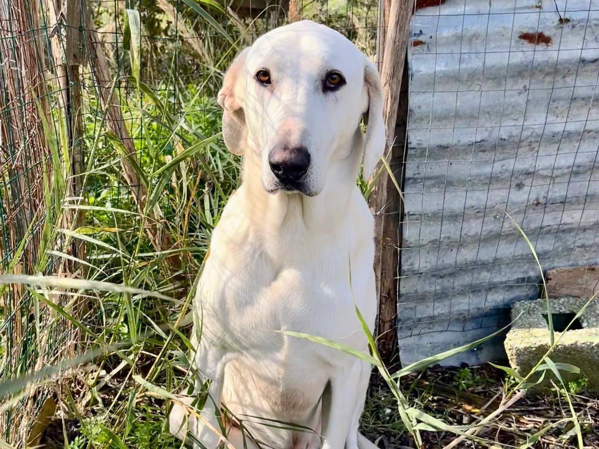 Adotta il cane Zakos a Catanzaro
