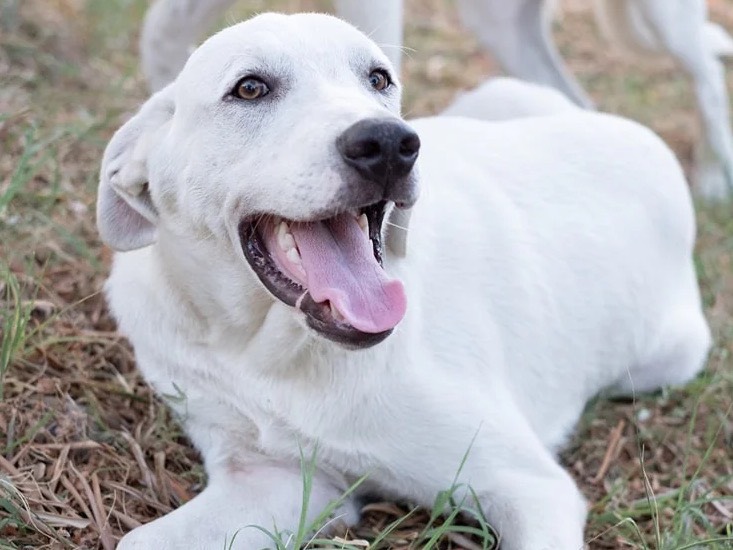 Adozione cane, maschio, Razza sconosciuta Razza sconosciuta, 1 anno e 9 mesi, taglia grande, Catanzaro
