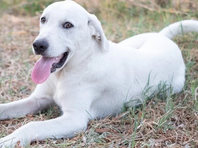 Adotta un cane, maschio, 1 anno e 9 mesi, Catanzaro