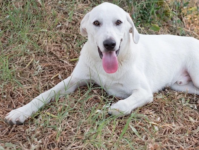 Adotta un cane, taglia grande, maschio, Catanzaro