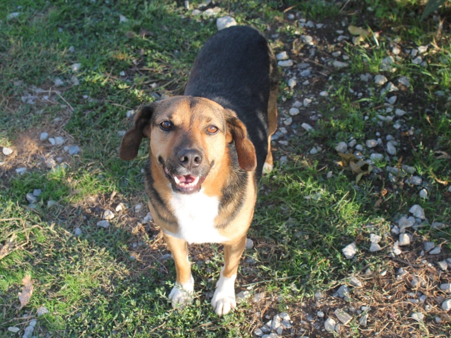 Adotta un cane, maschio, 8 anni  e 6 mesi , Catanzaro