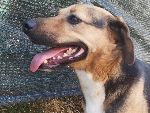 Adotta un cane, taglia media, maschio, Catanzaro