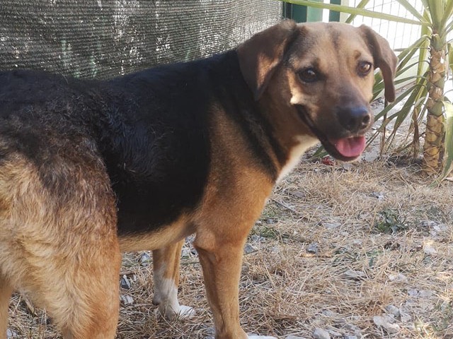 Vuoi adottare un cane a Catanzaro?