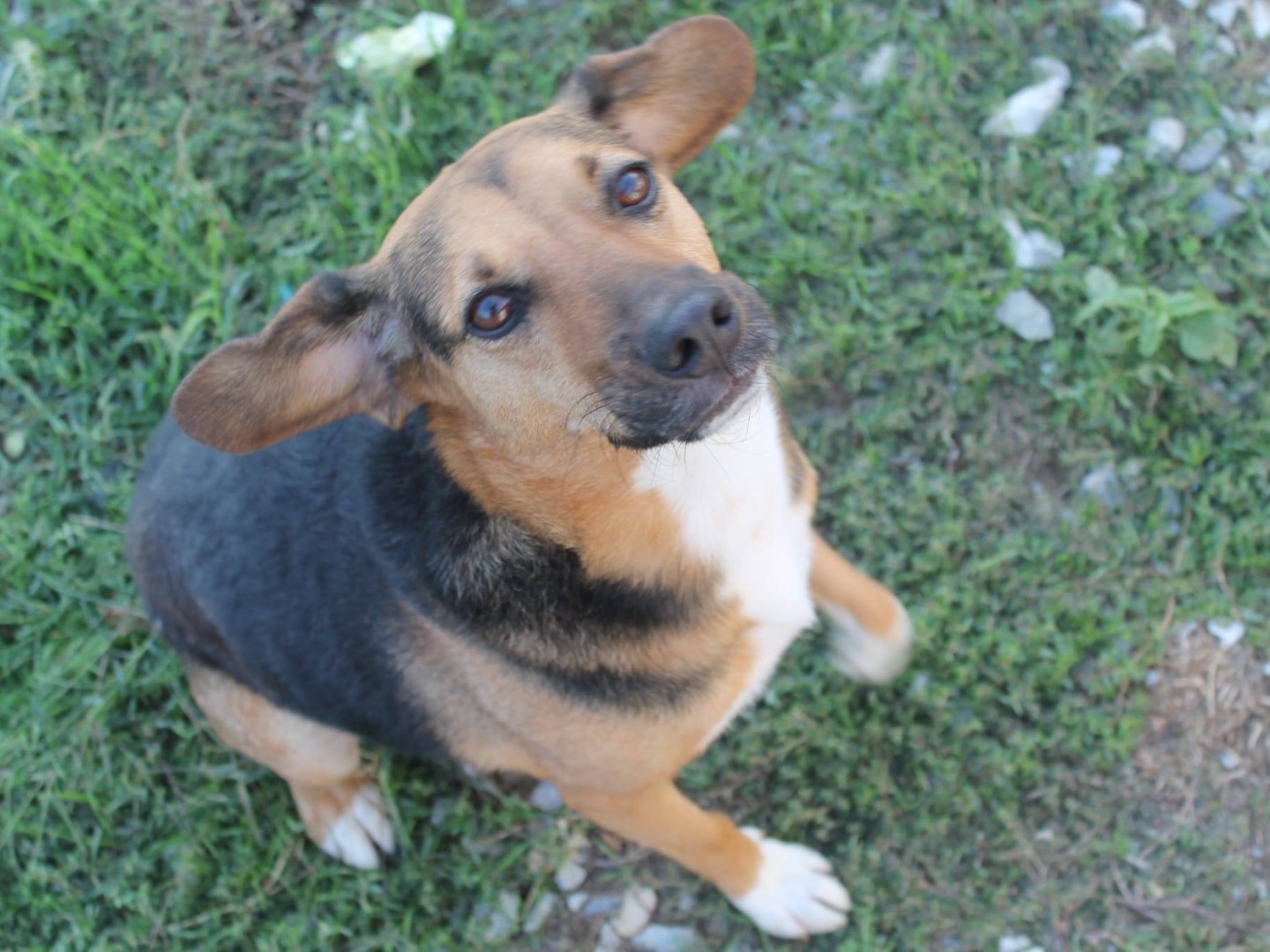 Adotta il cane Gerry a Catanzaro