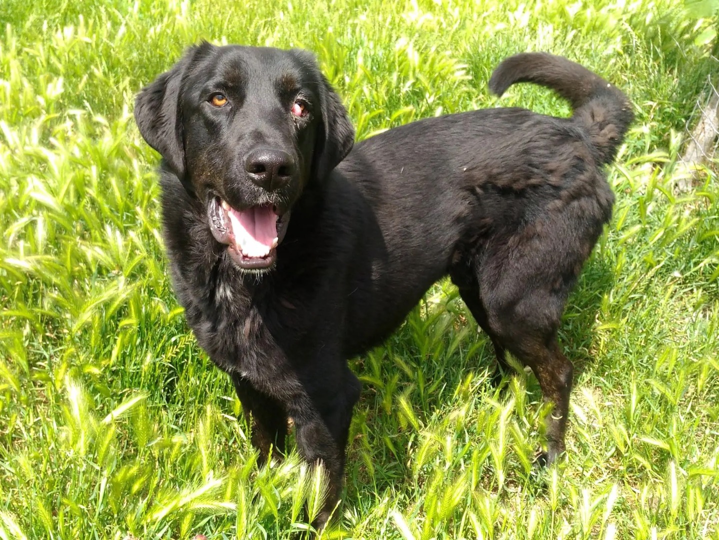 Adozione cane, maschio, Labrador Retriever Razza sconosciuta, 5 anni  e 9 mesi , taglia grande, Catanzaro