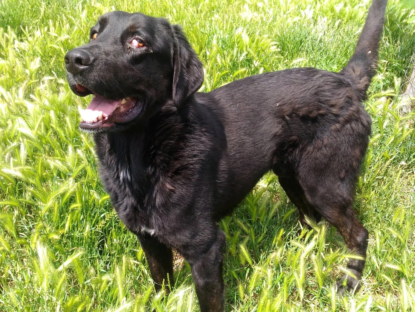 Adotta un cane, maschio, 5 anni  e 9 mesi , Catanzaro