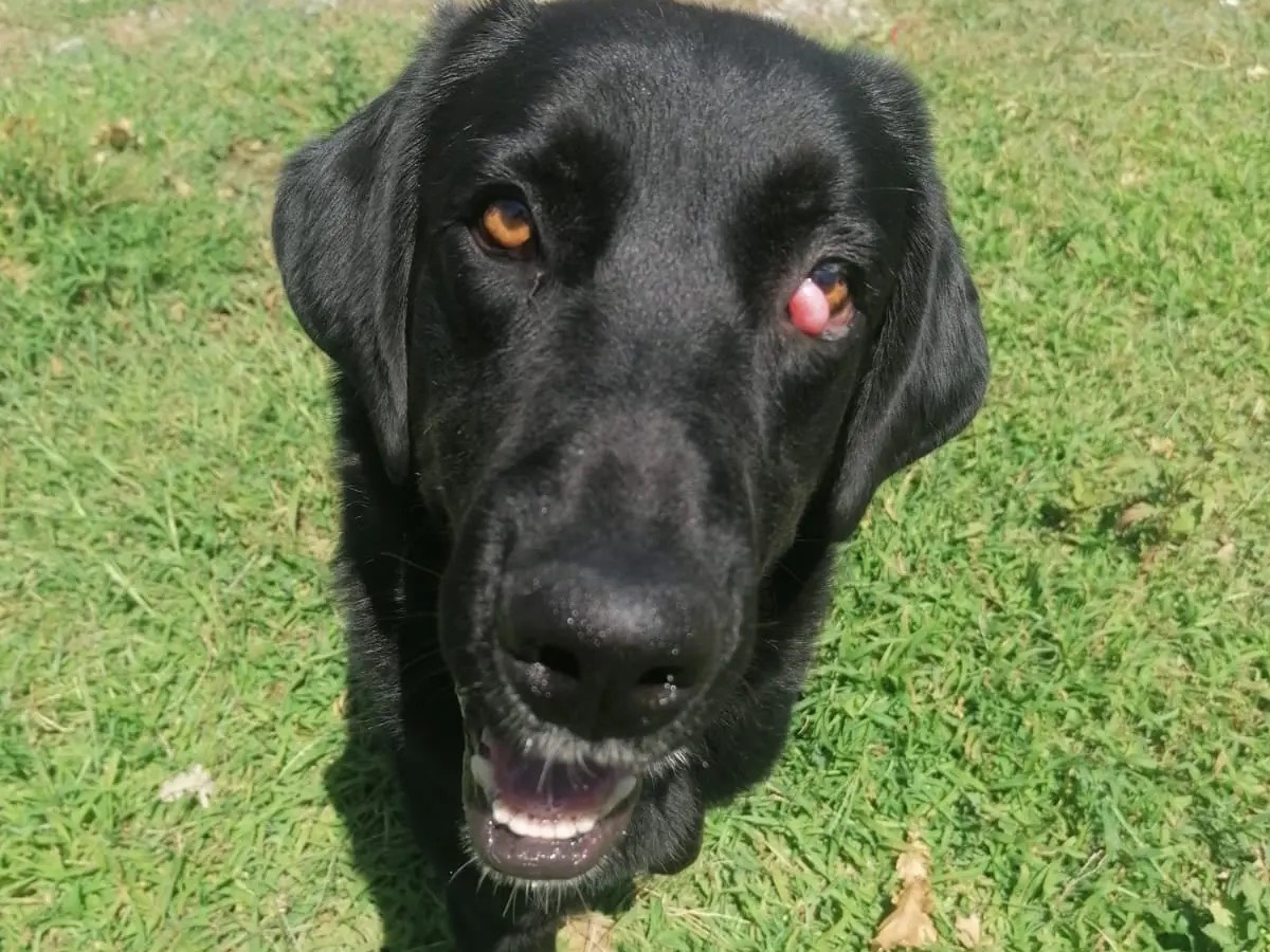 Adotta un cane, taglia grande, maschio, Catanzaro