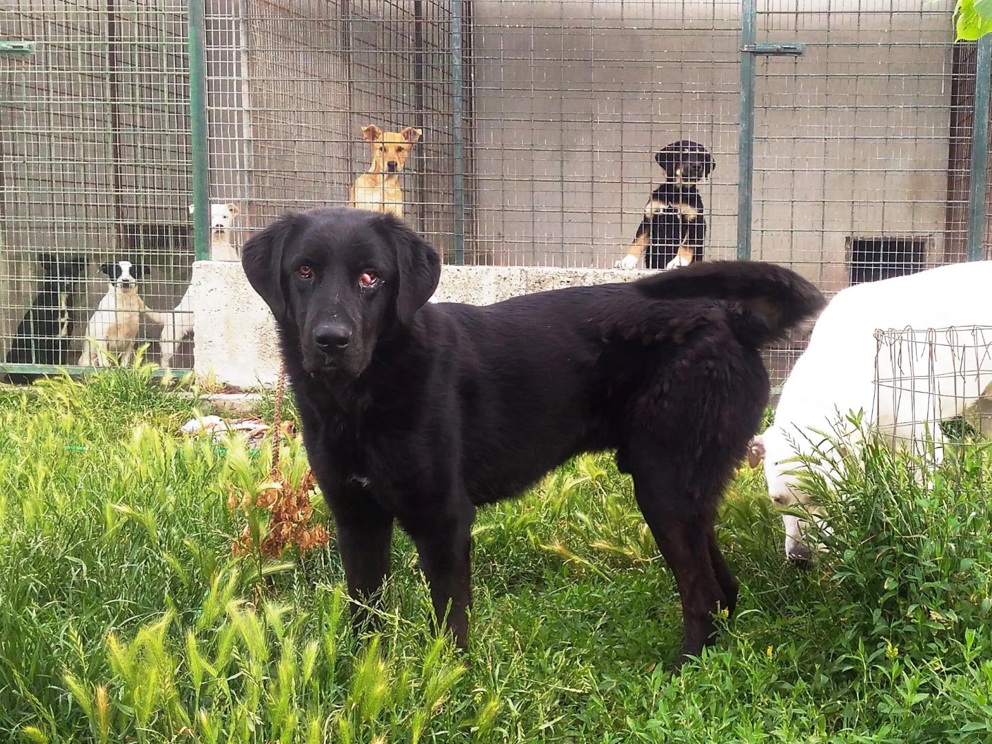 Vuoi adottare un cane a Catanzaro?