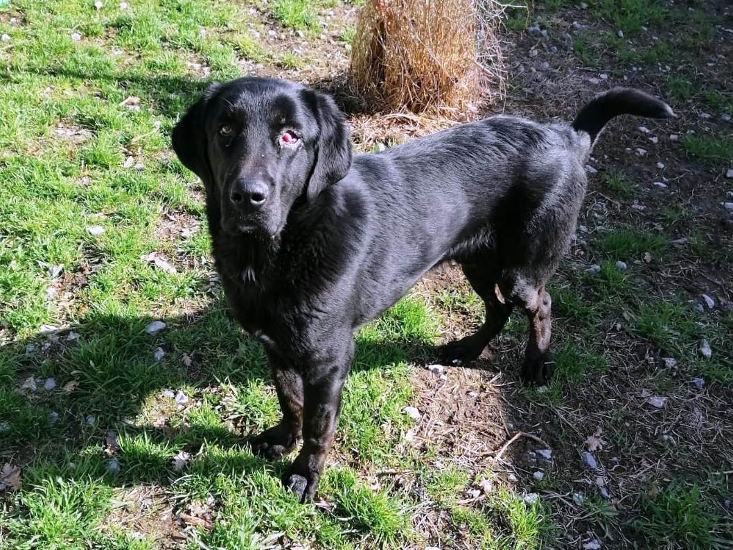 Adotta il cane Leonardo a Catanzaro