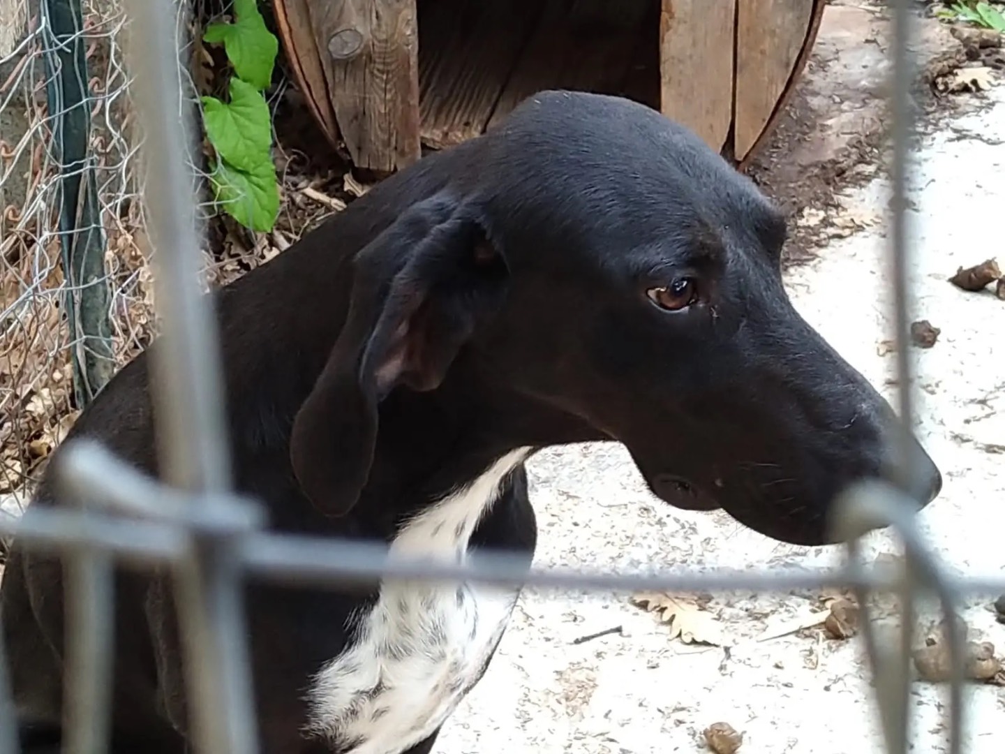 Adotta un cane, maschio, 7 anni  e 8 mesi , Catanzaro