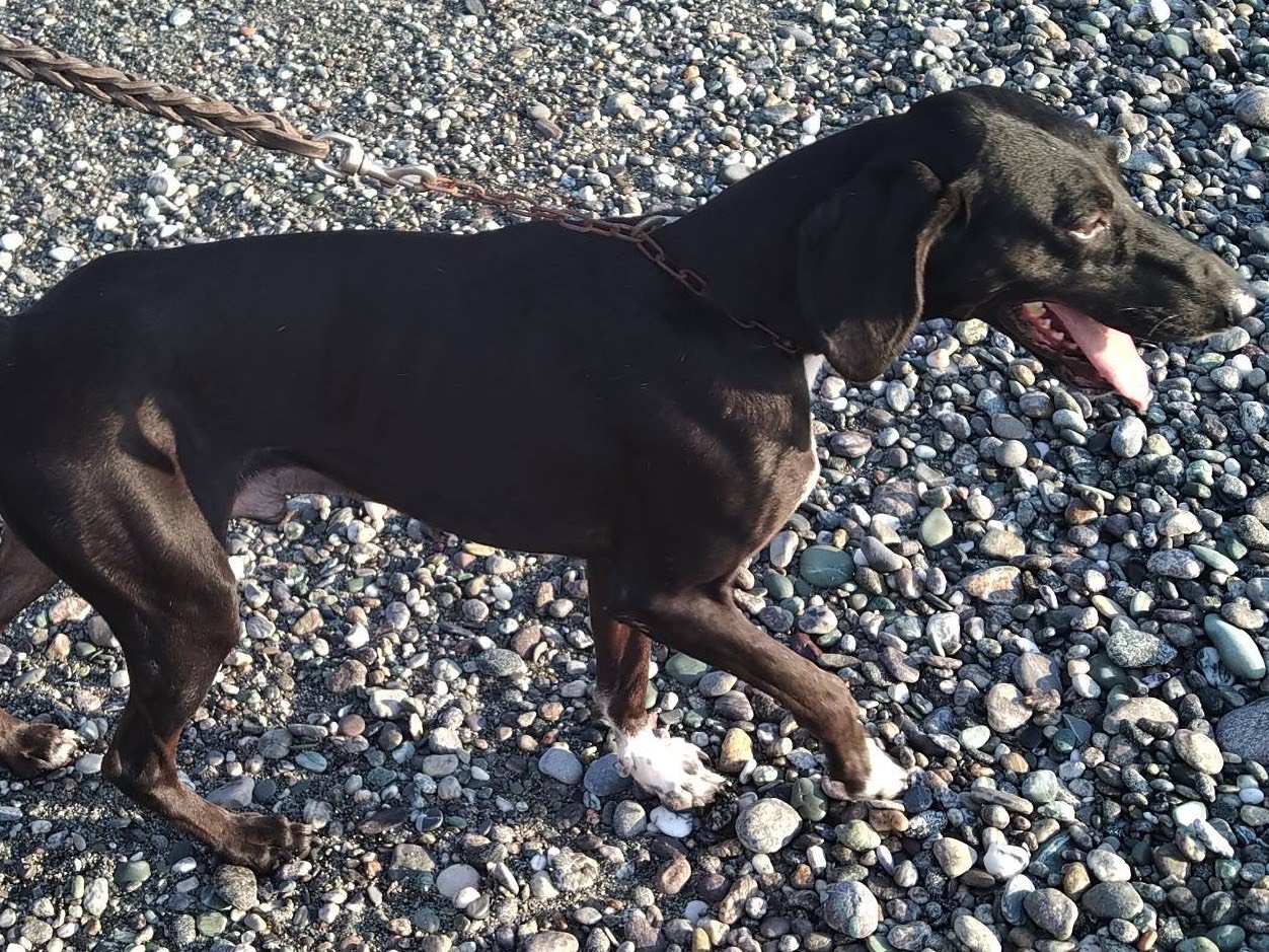 Vuoi adottare un cane a Catanzaro?