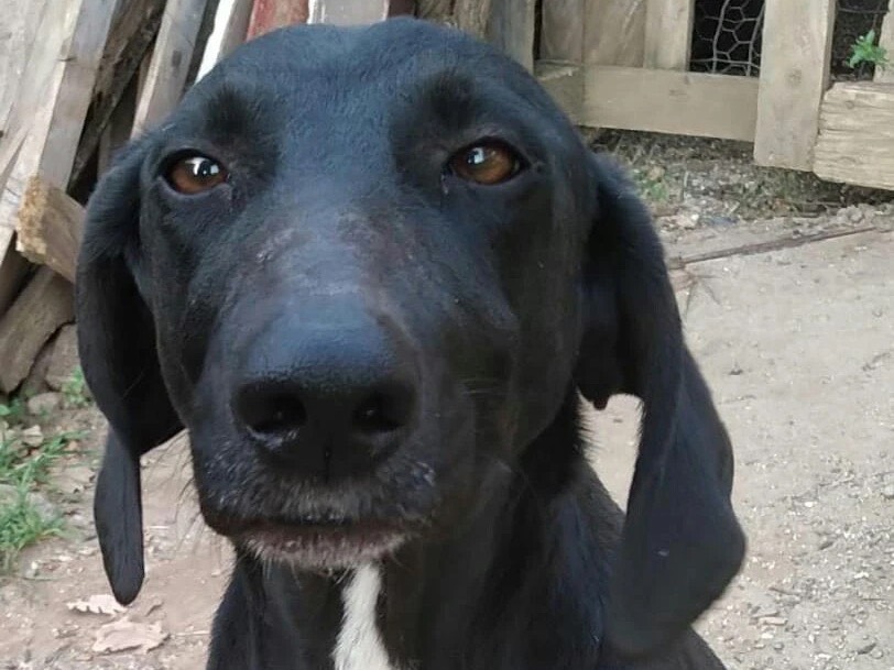 Adotta il cane Siryus a Catanzaro