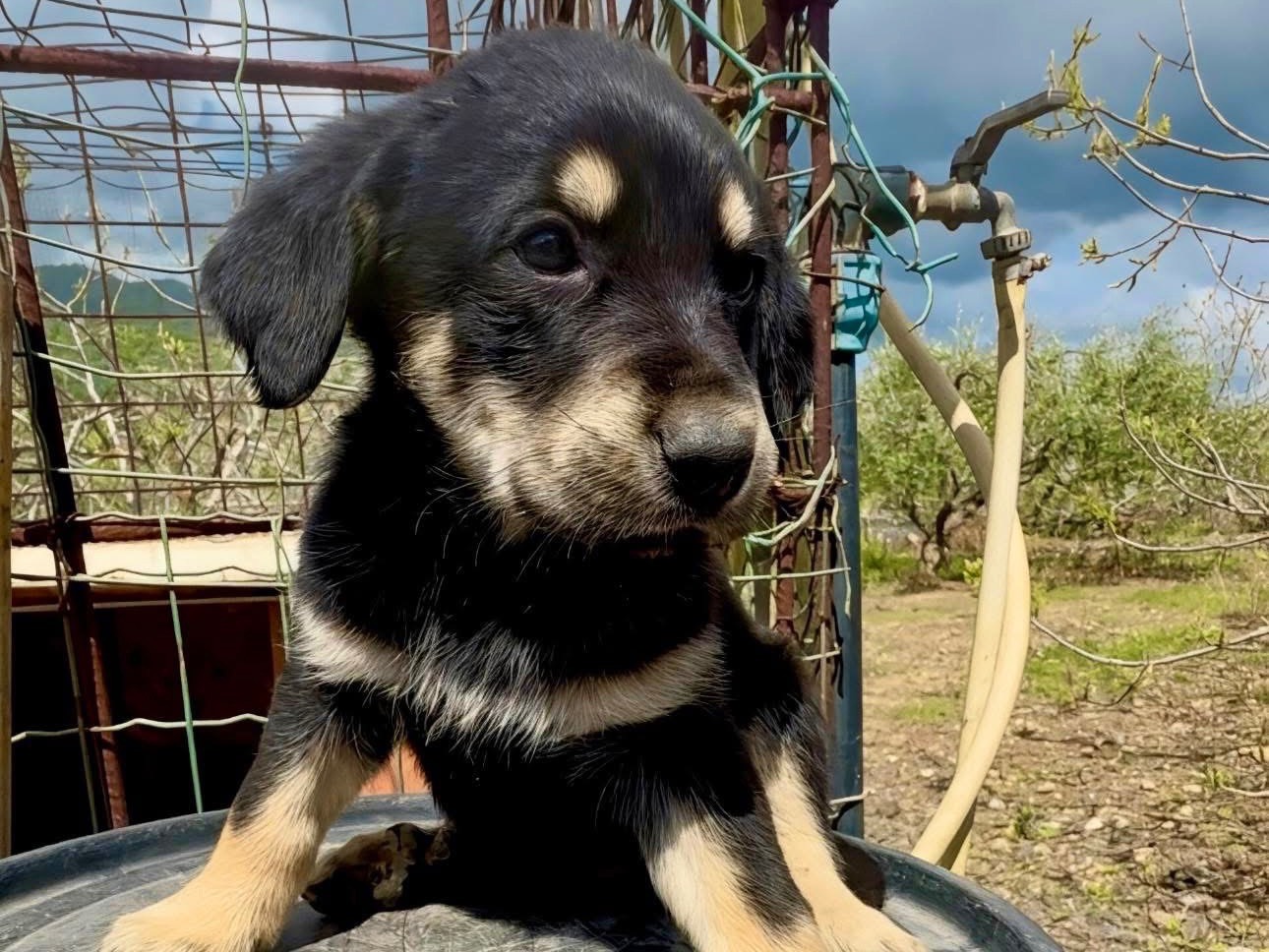 Adotta un cane, maschio, 2 mesi, Massa