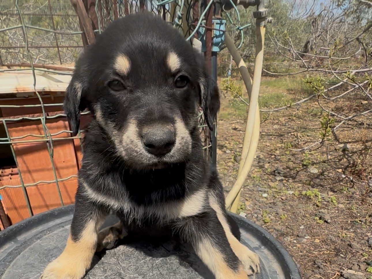 Adotta un cane, taglia media, maschio, Massa