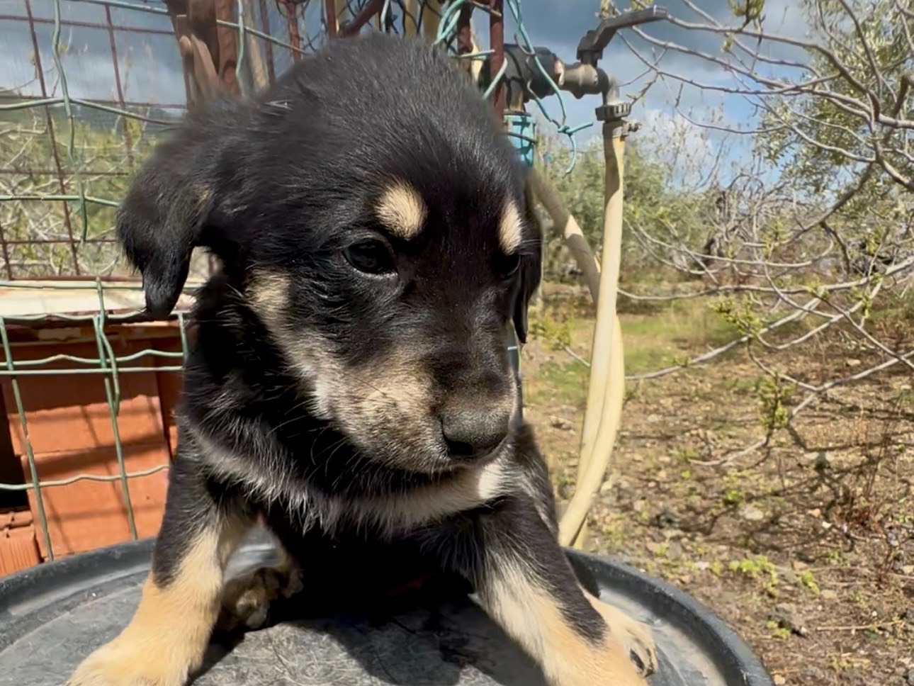 Vuoi adottare un cane a Massa?