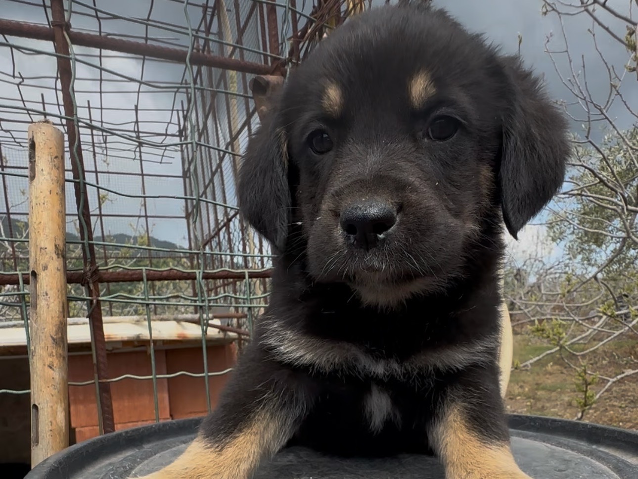 Adotta un cane, maschio, 2 mesi, Massa