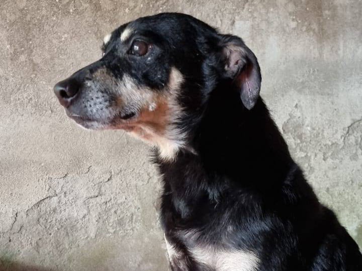Adotta un cane, maschio, 7 anni  e 5 mesi , Catanzaro