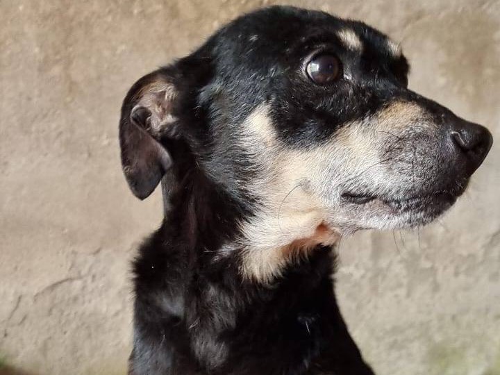 Adotta un cane, taglia piccola, maschio, Catanzaro