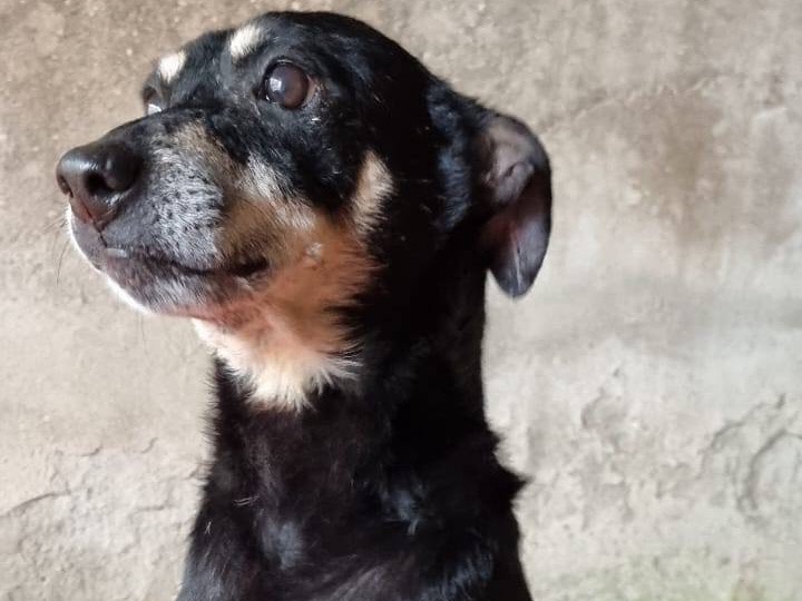 Vuoi adottare un cane a Catanzaro?