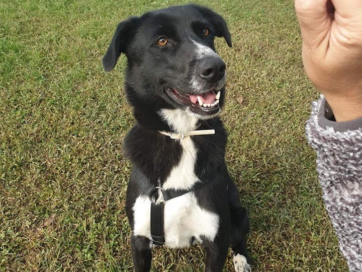 Adotta un cane, maschio, 5 anni  e 4 mesi , Como