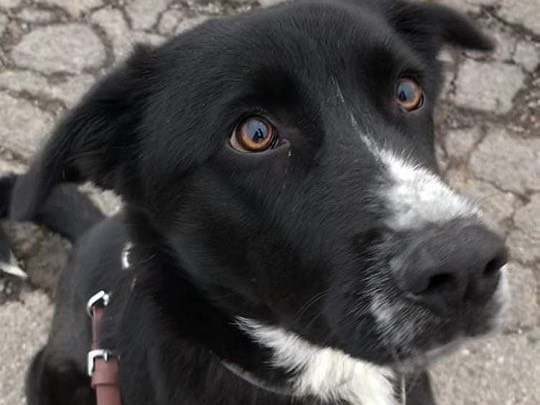 Adotta un cane, taglia grande, maschio, Como