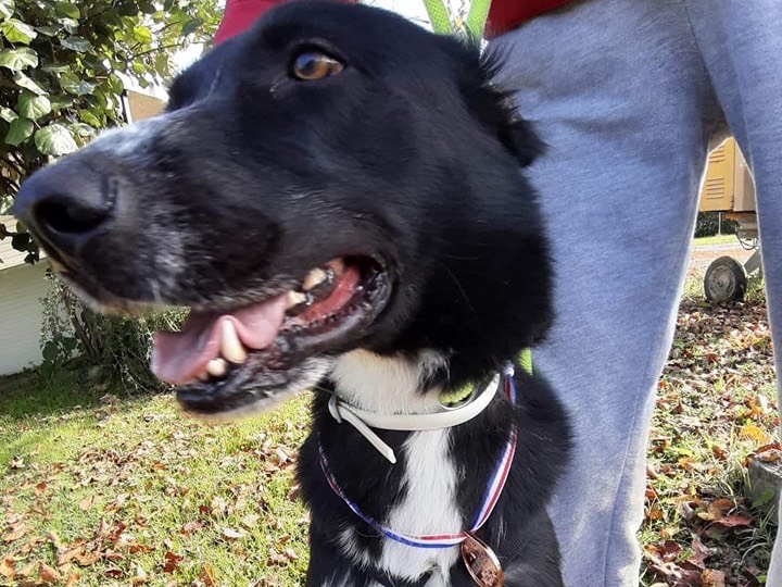 Vuoi adottare un cane a Como?