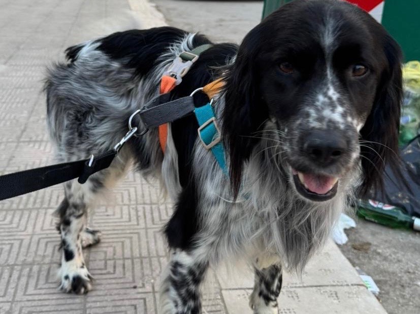 Adozione cane, maschio, Spaniel Razza sconosciuta, 2 anni  e 11 mesi , taglia media contenuta, Bari