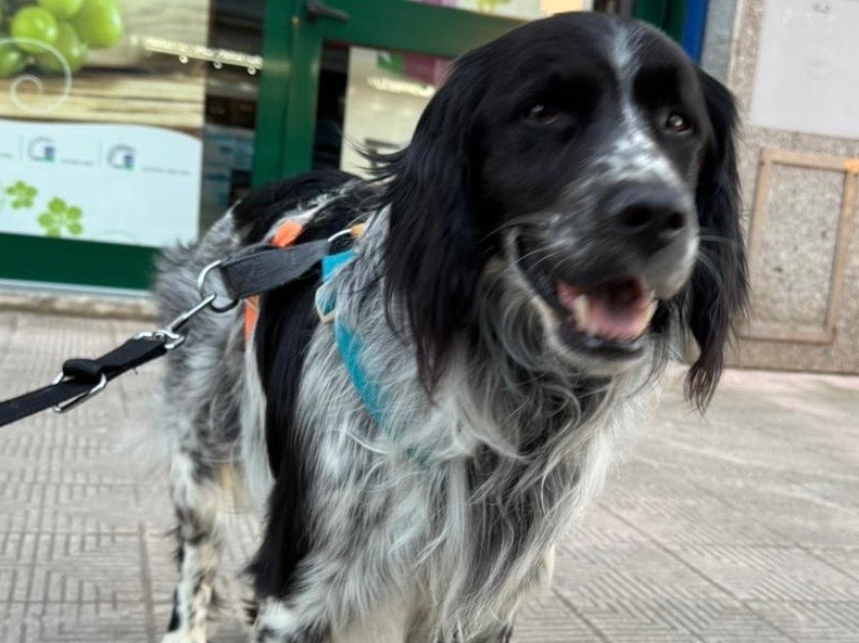 Adotta un cane, maschio, 2 anni  e 11 mesi , Bari
