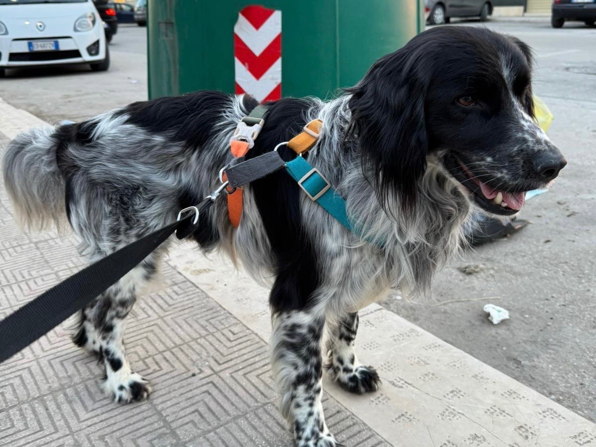 Adotta un cane, taglia media contenuta, maschio, Bari