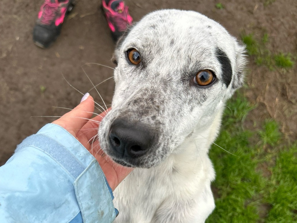 Adozione cane, femmina, Pointer Razza sconosciuta, 3 anni e 2 mesi, taglia media contenuta, Latina