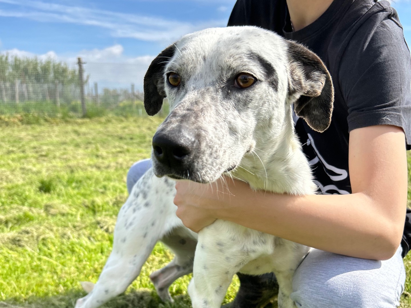 Adotta un cane, taglia media contenuta, femmina, Latina