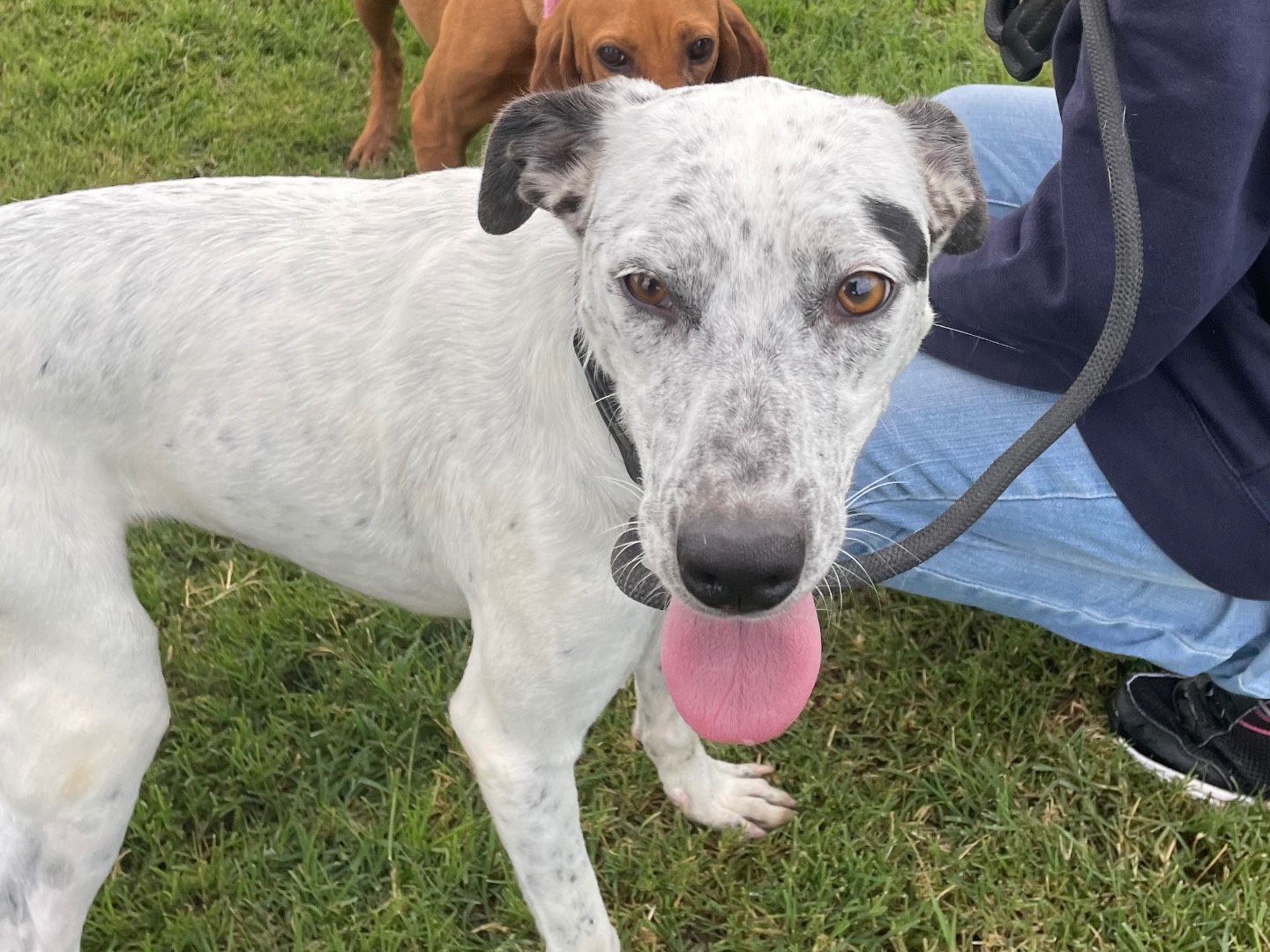 Adotta il cane Dalia a Latina