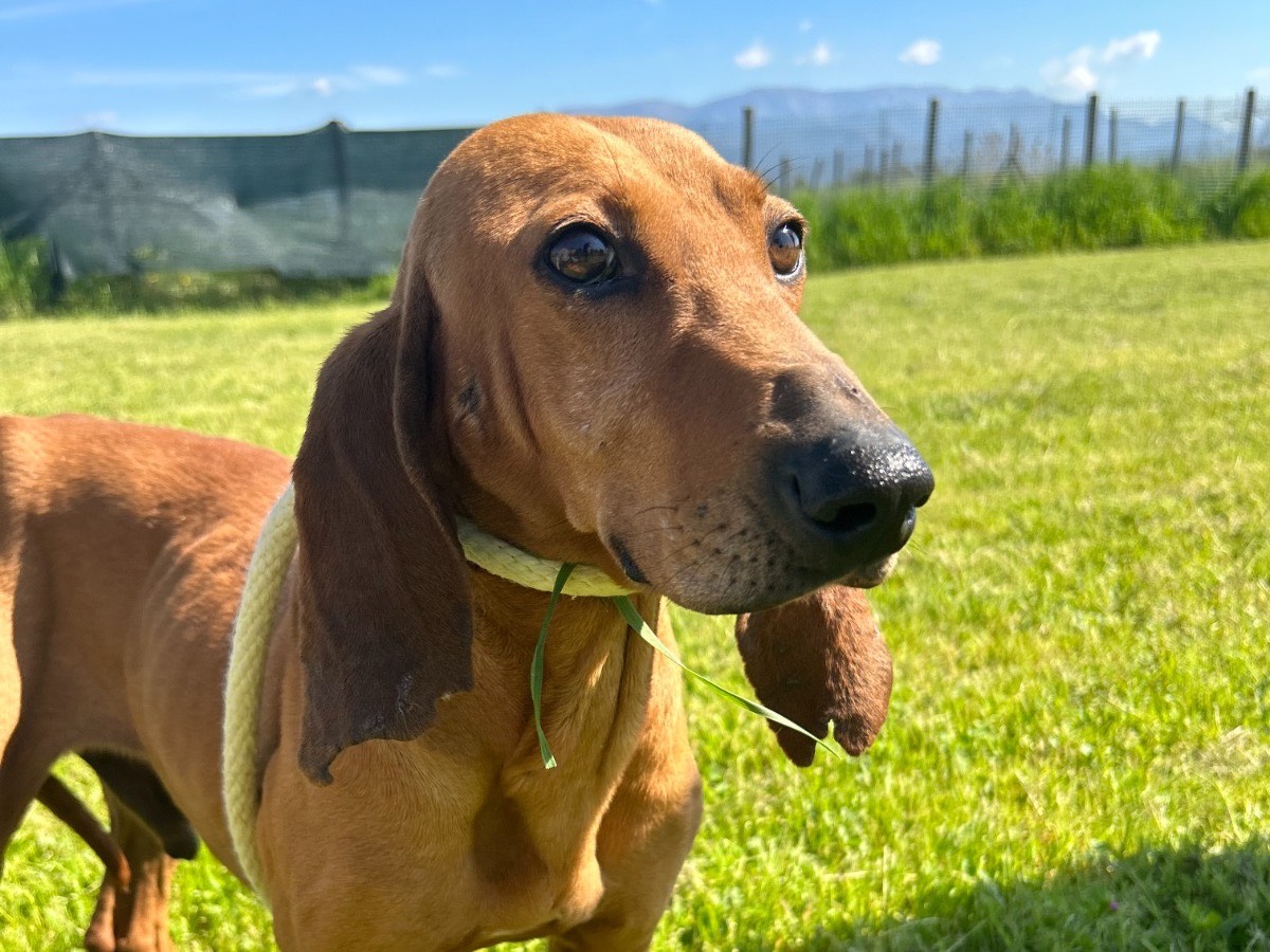 Adotta un cane, maschio, 6 anni  e 7 mesi , Latina