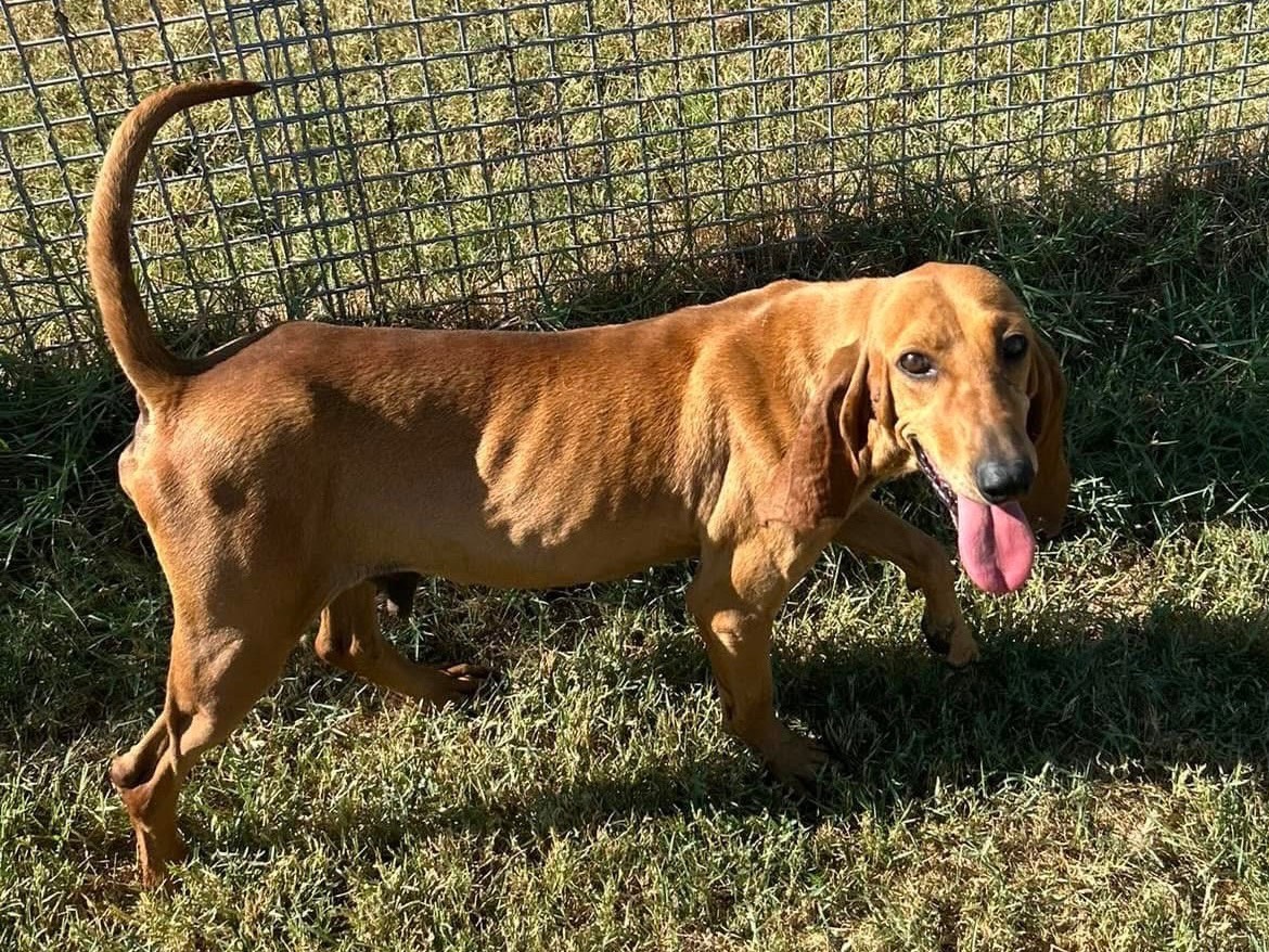 Adotta un cane, taglia media contenuta, maschio, Latina