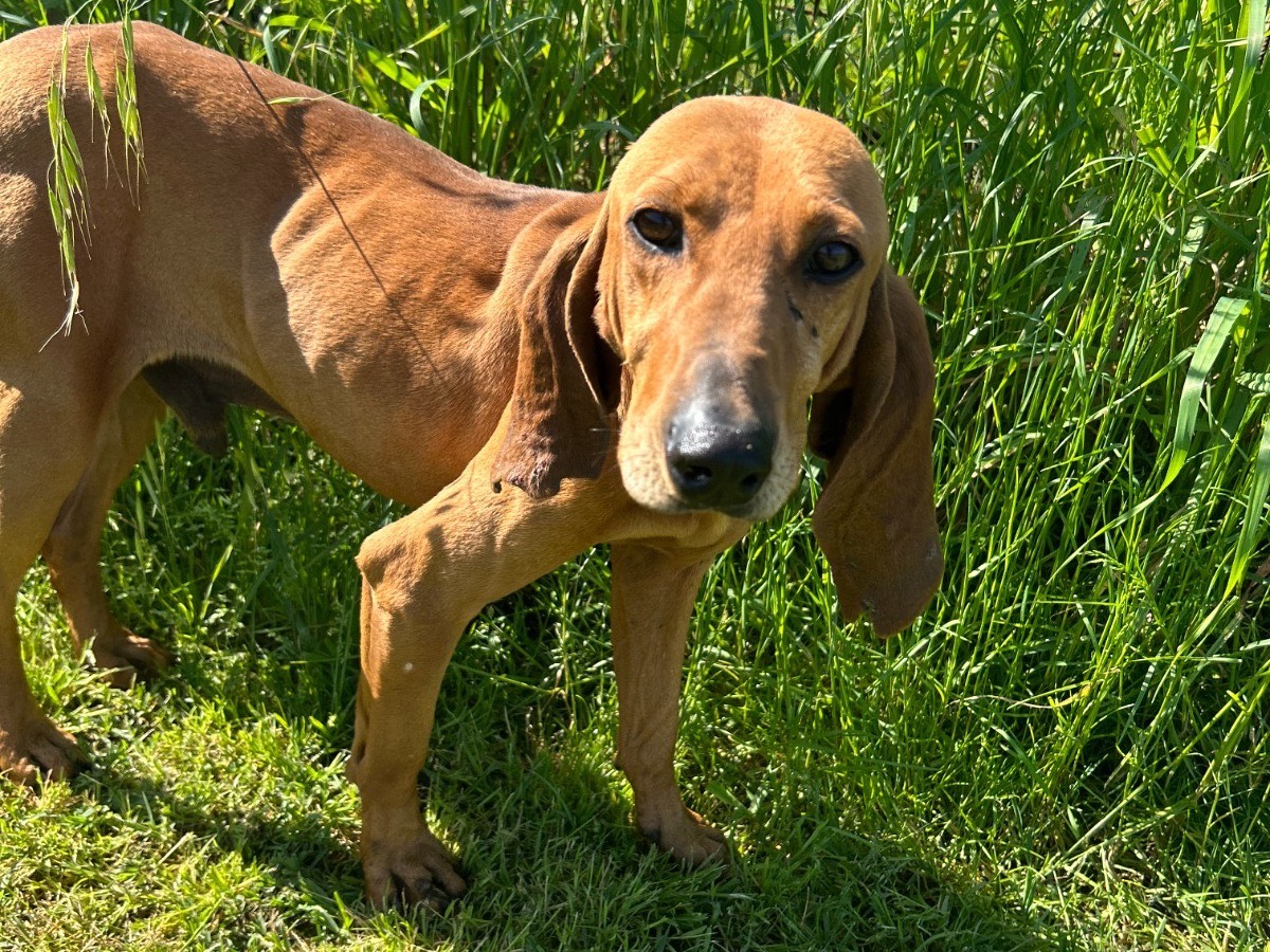 Vuoi adottare un cane a Latina?