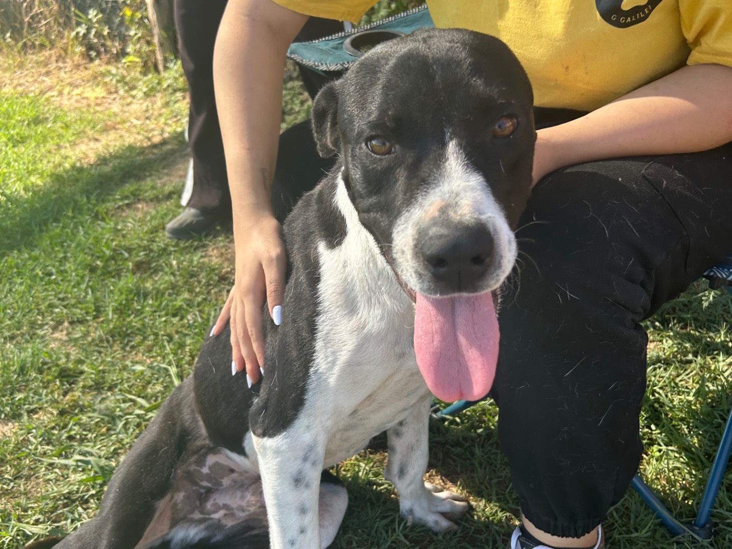 Adotta un cane, maschio, 3 anni e 3 mesi, Latina