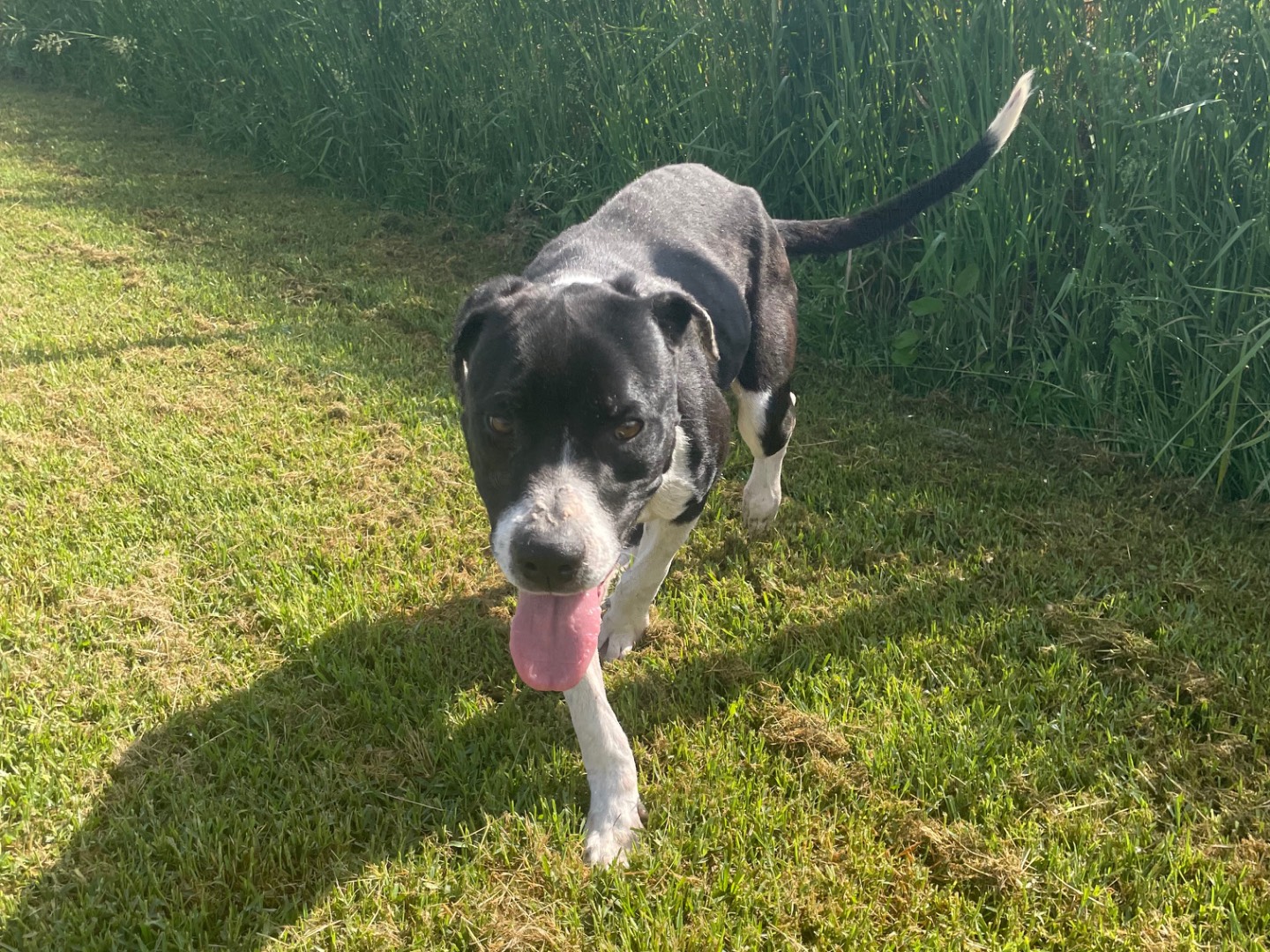 Adotta un cane, taglia media contenuta, maschio, Latina