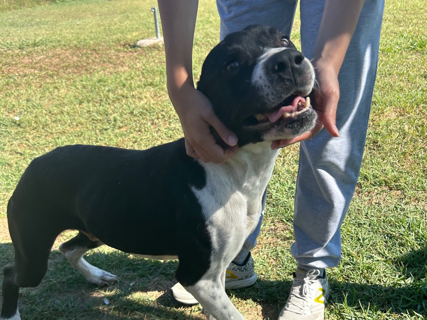Adotta il cane Boris a Latina