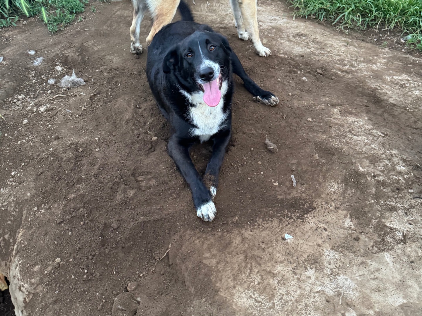 Adotta un cane, taglia media, maschio, Caserta