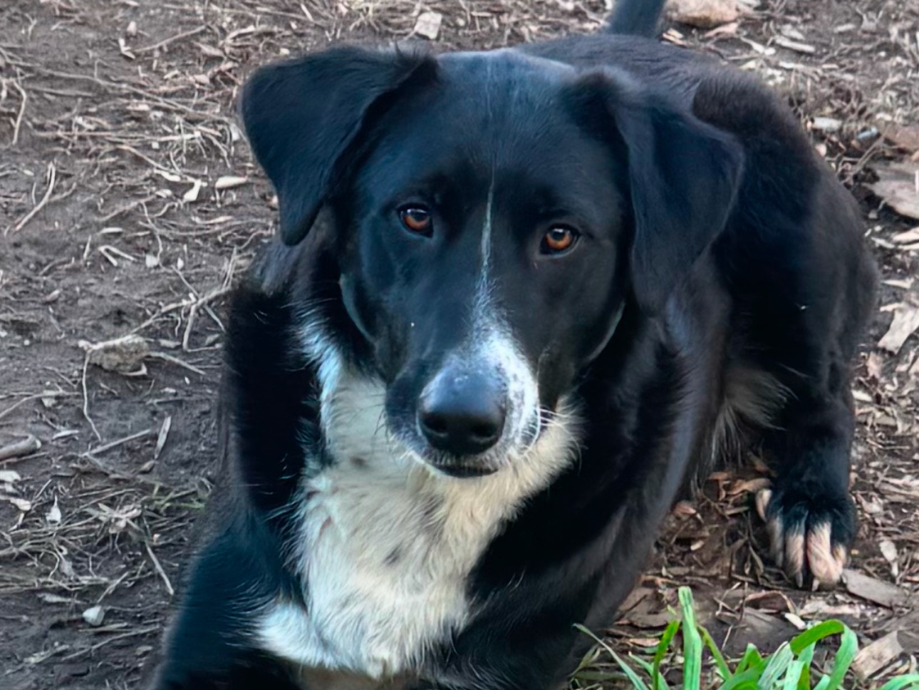 Vuoi adottare un cane a Caserta?
