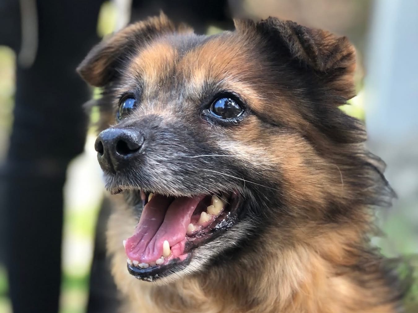 Adotta un cane, femmina, 3 anni  e 2 mesi , Latina